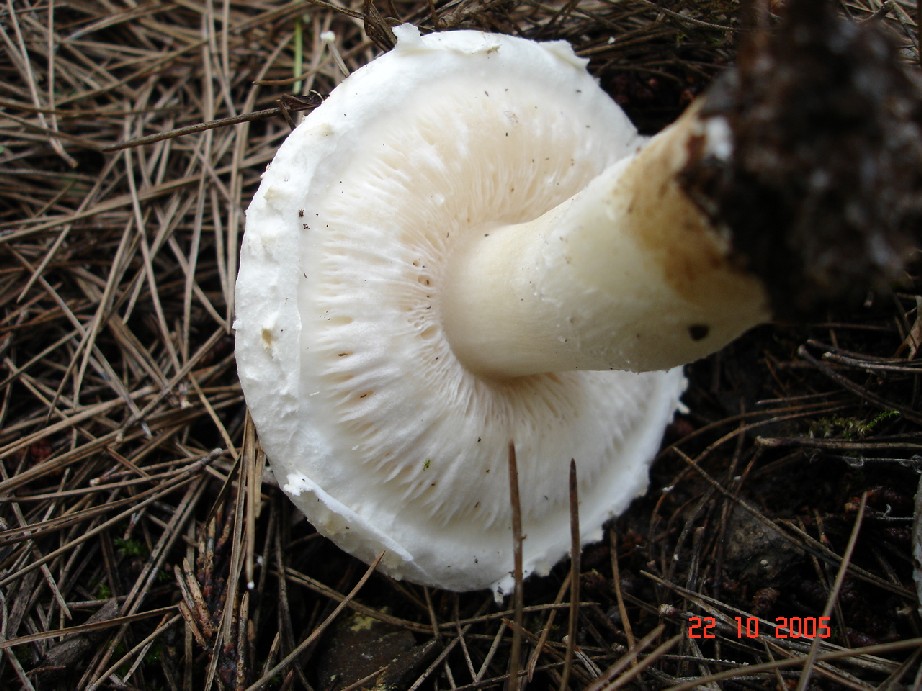 Tricoloma fracticum, Agrocybe pediades?,Clitocybe alexandri?